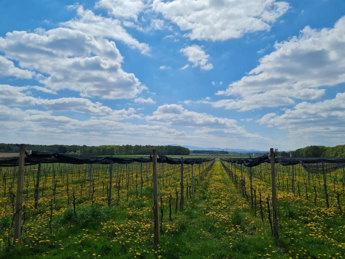 Wine Paradise Glavinic Miklavz pri Ormozu Kültér fotó
